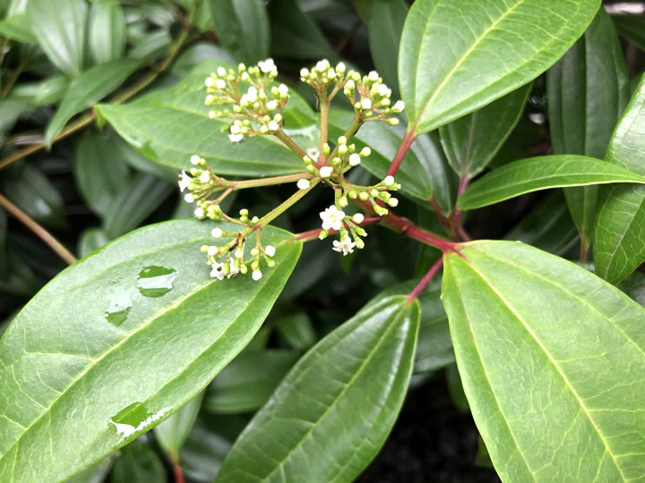 ビバーナムダビティヌの花