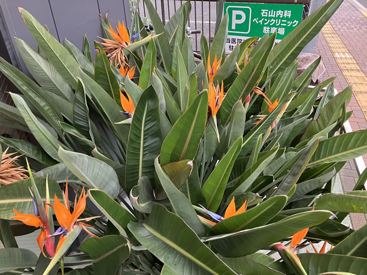 ストレチアナの花がよく咲いています。